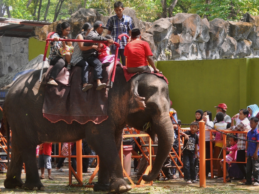  Pengunjung menunggang gajah saat menikmati libur di KBS. (ANT/Suryanto)