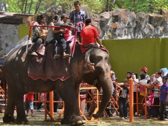 Jumlah Pengunjung KBS Membludak