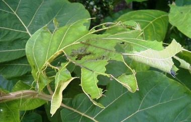 Warga Pamekasan Diserang Hama Ulat  