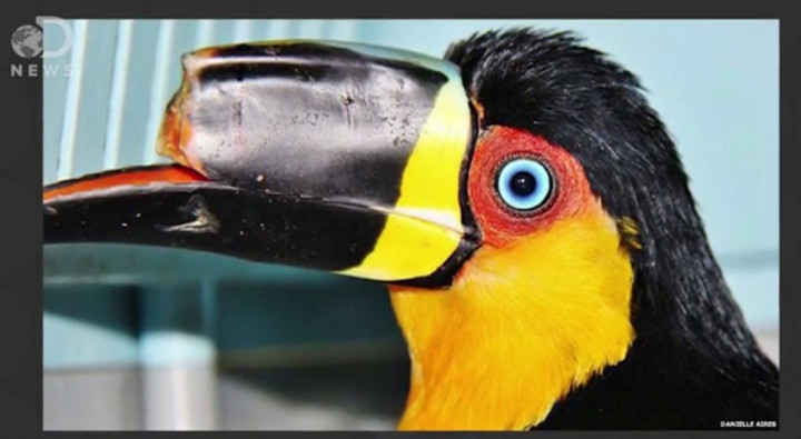 Teknologi Printer 3D Bantu Ciptakan Prostetik Hewan