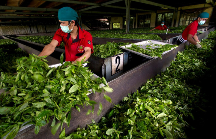 RNI Bangun Pabrik Teh Hijau Terbesar di Asia Tenggara