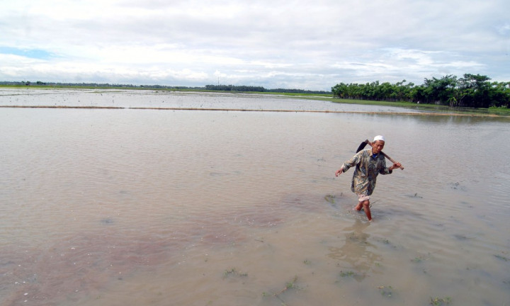 Hadapi La Nina, Kementan Antisipasi Lahan Pertanian Banjir