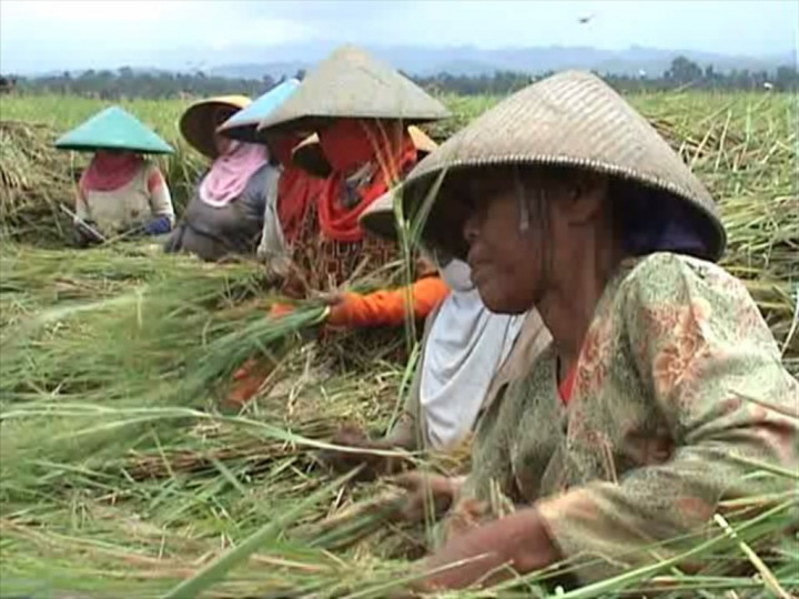 Panen Raya Diprediksi Mundur Satu Bulan