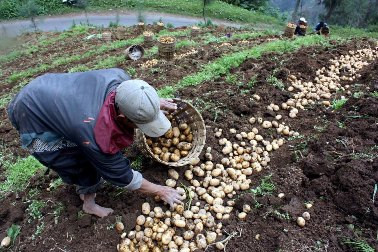 Abu Vulkanik Bromo Bikin Kualitas Tanaman Meningkat