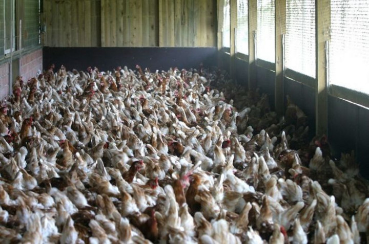 Virus Flu Burung Menyebar Lagi, Satu Orang Tewas