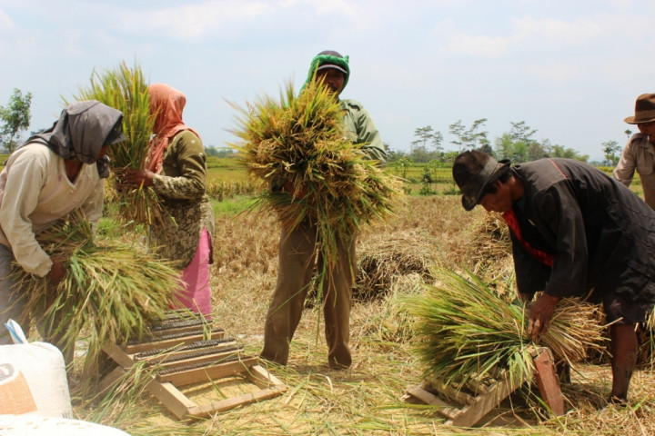 Harga Gabah di Bali Naik 1,74% di Desember 2015