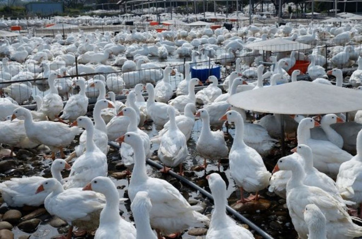 Diduga Terjangkit Flu Burung, Warga Tiongkok Kritis