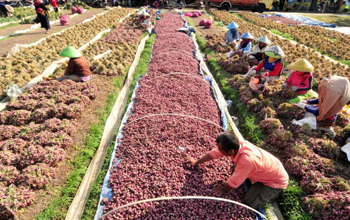 Stok Bawang Merah Diperkirakan akan Surplus di 2016