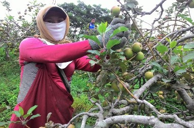 Hujan Abu Vulkanik Bromo Ancam Produksi Apel