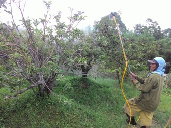 Abu Vulkanik Bromo, Pemkab Malang Belum Anggarkan Ganti-Rugi Petani
