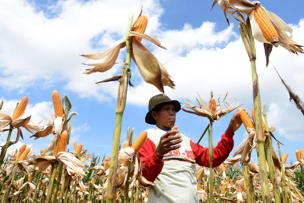 Seorang petani memanen jagung [ilustrasi]. (foto: ANTARA/M.Risyal H).