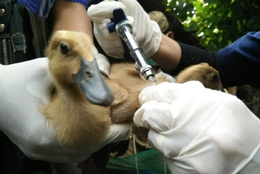 Cegah Flu Burung 300 Ribu Itik Divaksinasi