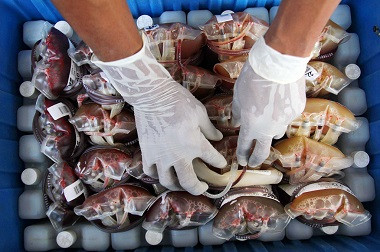 PMI Temukan 793 Kantong Darah Mengandung Virus Sifilis