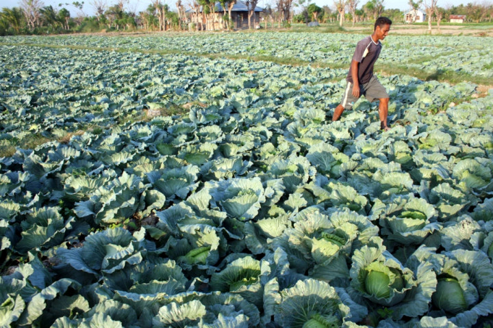 Harga Sayuran di Ambon Masih Tinggi