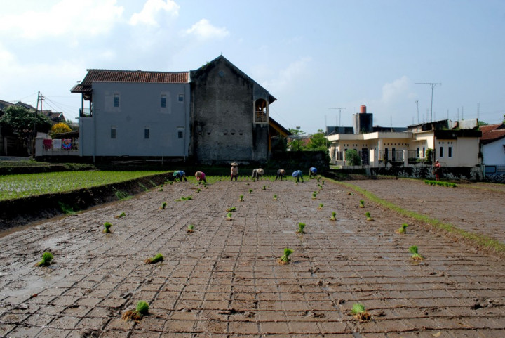 Karawang tak Khawatir Perubahan Alih Fungsi Lahan Pertanian
