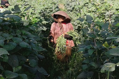 Harga Kacang Panjang di Malang Anjlok 50 Persen