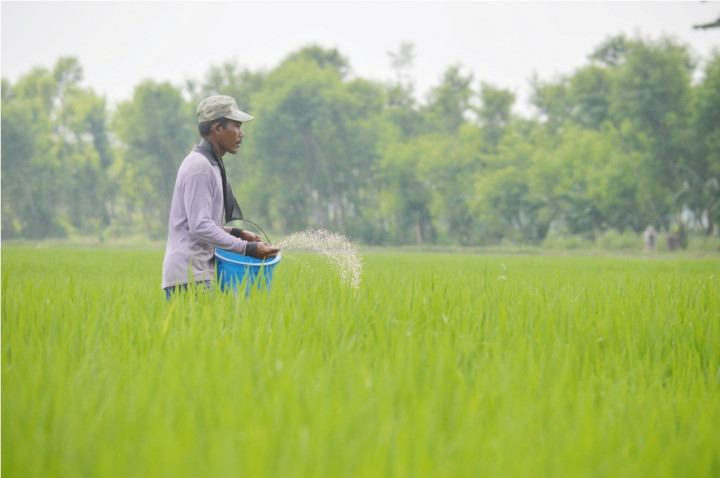 Petani Sleman Kurang Minat Ikut Asuransi Pertanian