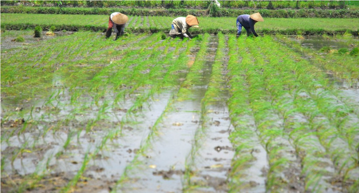 Legislator Dukung Pemerintah Berlakukan Asuransi Pertanian