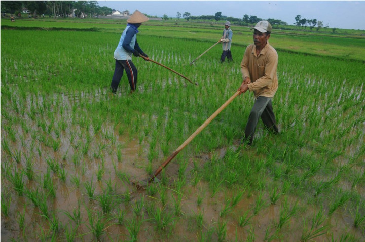 15,3 Ribu Ha Sawah Aceh Barat Bakal Diasuransikan