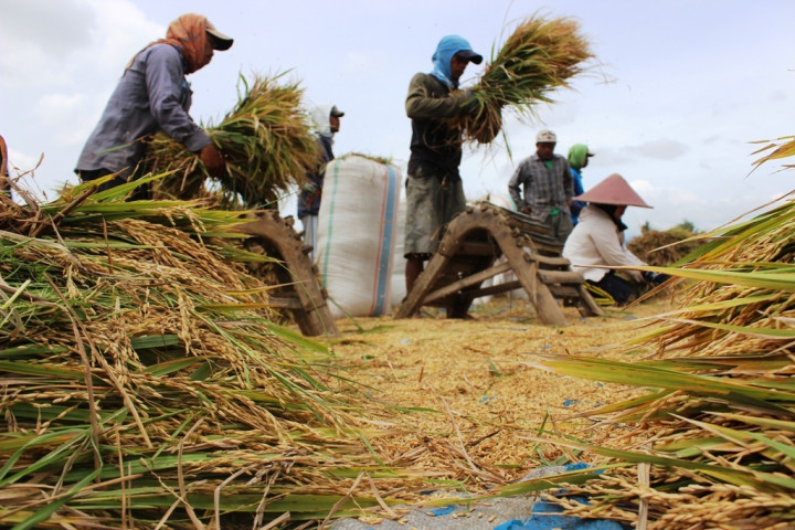 Harga Gabah di Lampung Naik 1,96%