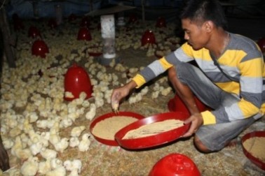 Aher Minta Pemerintah Pusat Atasi Masalah Daging Ayam Potong 