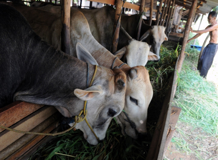 Stabilisasi Pasokan Daging, Akses Pasokan Ternak Diperluas