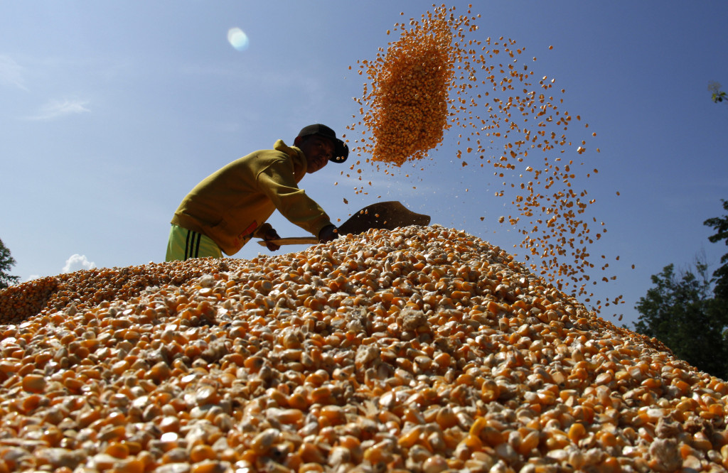 Petani menjemur jagung hasil panen di Desa Bili-Bili, Kabupaten Gowa, Sulawesi Selatan. (foto: Antara/Abriawan Abhe)