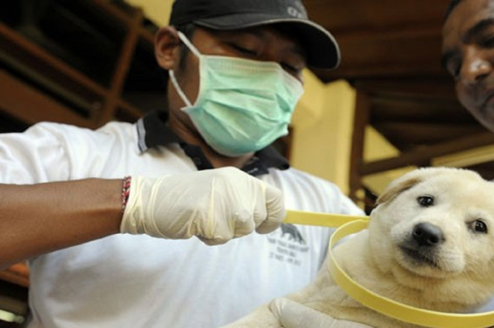 Dinkes Operasikan Puskesmas sebagai Rabies Center