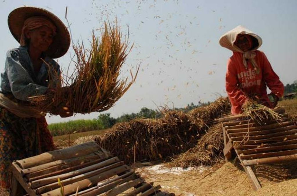 Ilustrasi petani di Cirebon/Antara/Rezza Estily.