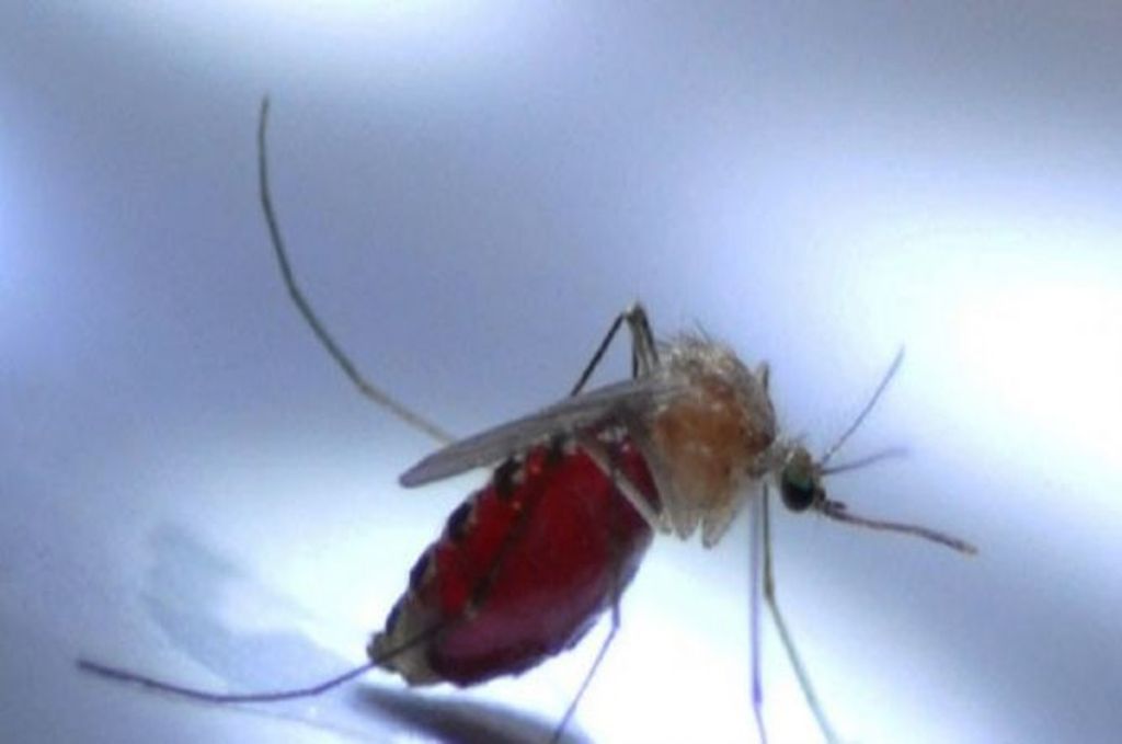 Nyamuk aedes aegypty penyebar virus zika. Foto: Antara
