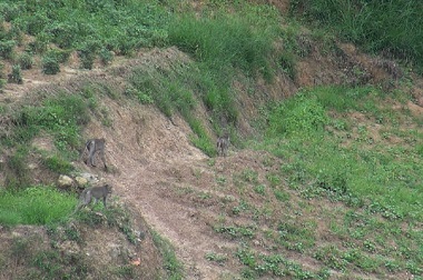 Ratusan Kera Serang Lahan Jagung di Sumenep