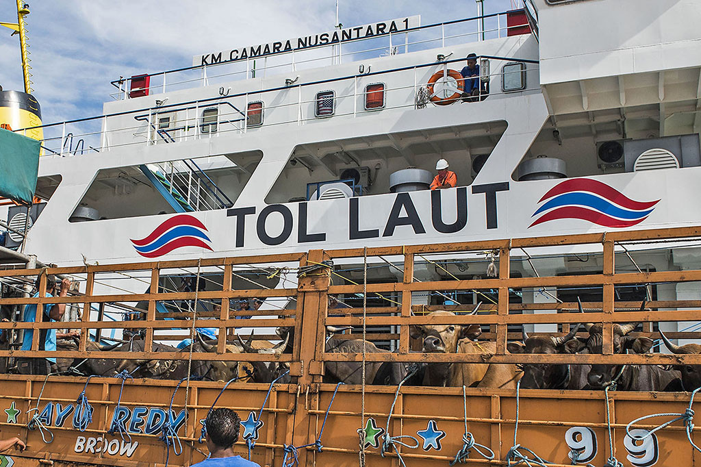Ratusan Sapi Lokal Tiba di Tanjung Priok