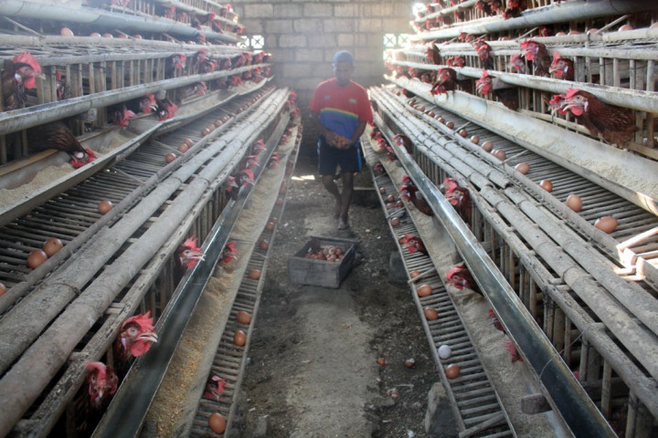 BEI akan Panggil Perusahaan yang Diduga Main Kartel Ayam