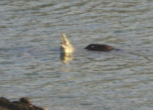 Warga Mamuju Tangkap Buaya 3 Meter Pakai Jala Ikan