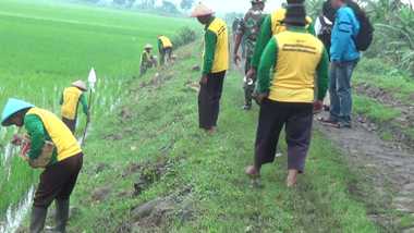 Seribu Hektare Sawah di Kendal Terancam Tikus