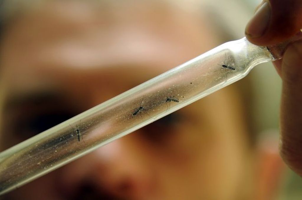 Seorang ilmuwan memeriksa beberapa ekor nyamuk penyebab penyakit chikungunya -- PASCAL GUYOT / AFP