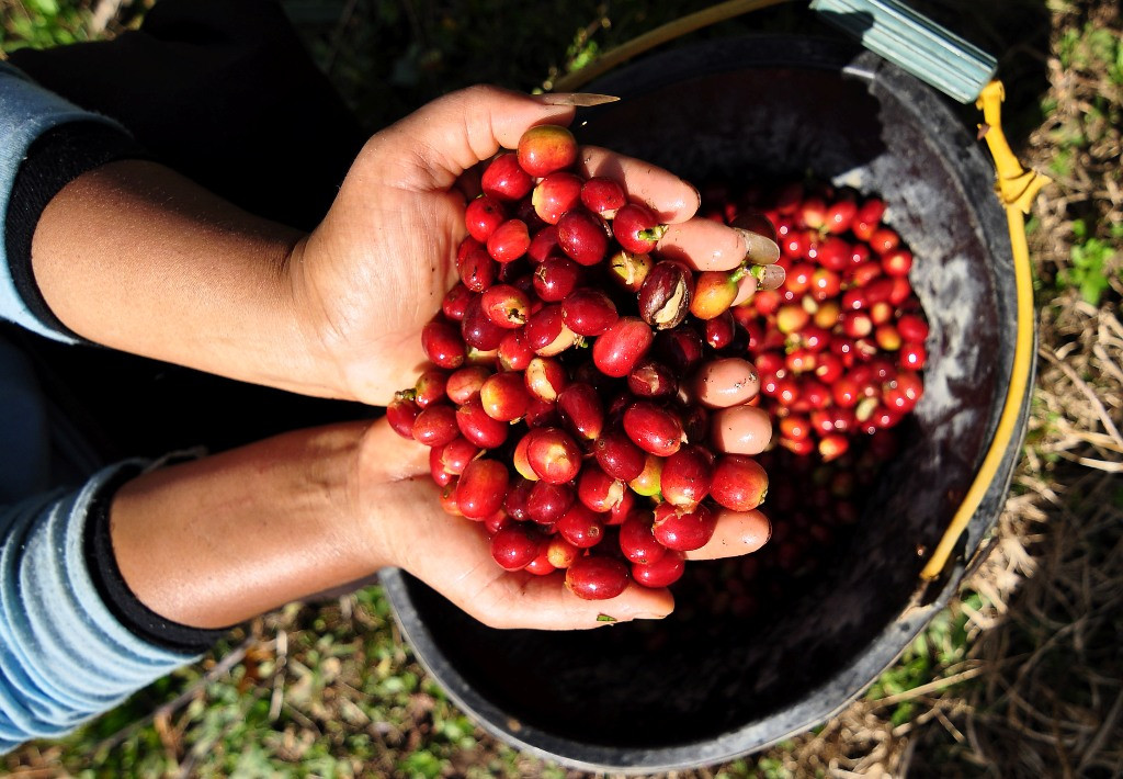 Curi Ilmu dari Indonesia Produktivitas Kopi  Vietnam  