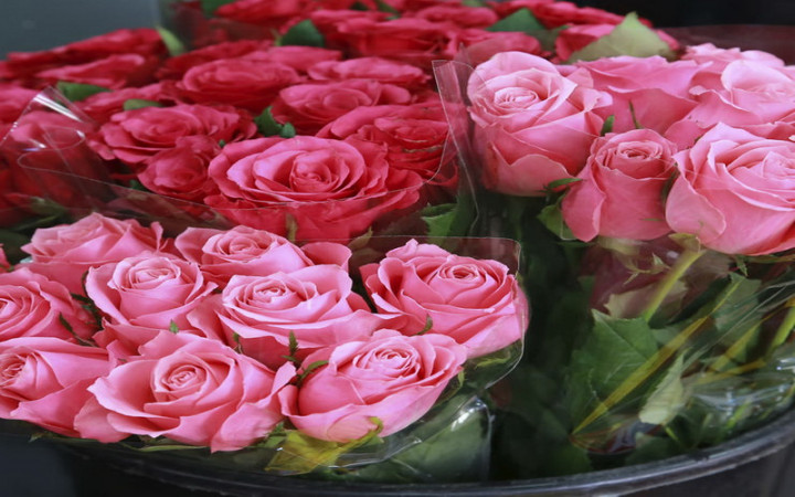 Trik agar Bunga Valentine Anda Tak Cepat Layu