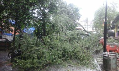 Pohon Tumbang di Jombang Timpa Wahana Permainan Anak