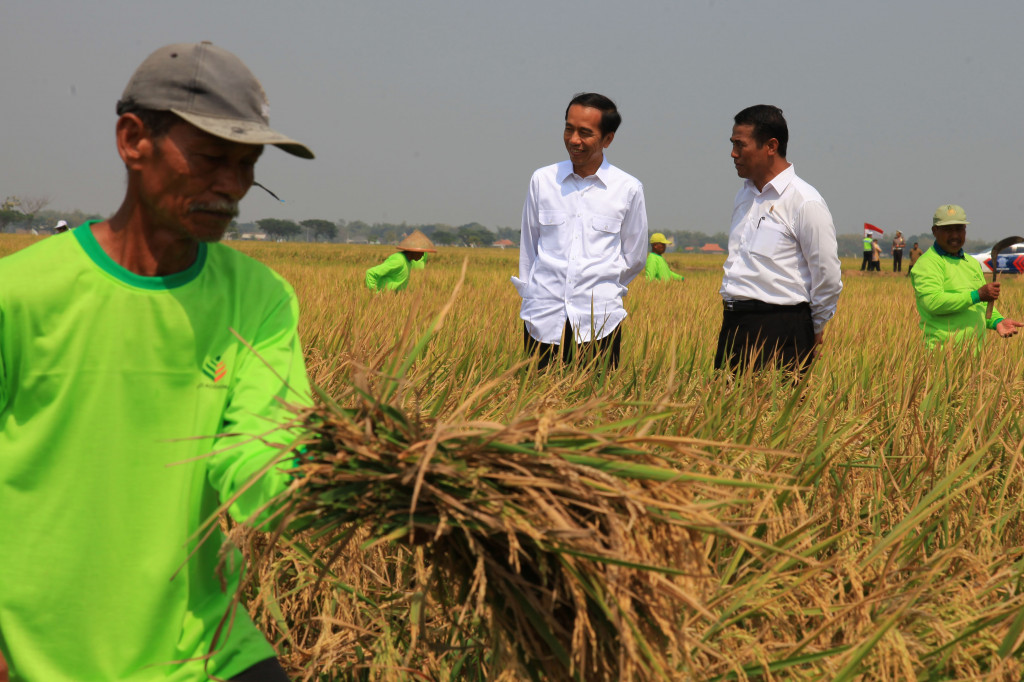  Presiden Joko Widodo dan Amran Sulaiman mengamati hasil padi saat panen raya di Kabupaten Sukoharjo, Jawa Tengah, Sabtu 3 Oktober 2015. Antara Foto/Maulana Surya