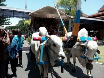 Bupati Bantul Naik Gerobak Sapi ke Rumah Dinas