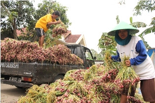 24 Ton Bawang Ilegal Asal India Diamankan