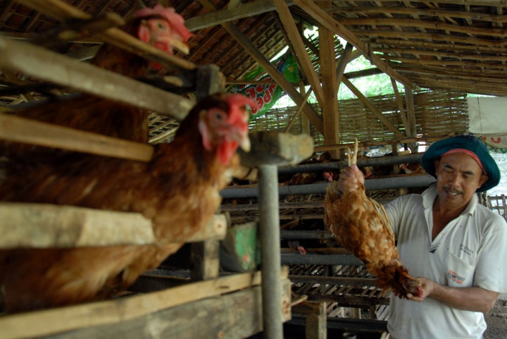 KPPU: Kemendag Harus Cegah Hancurnya Industri Perunggasan