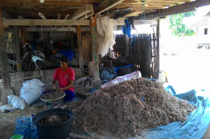 Inovasi Rumput Laut di Kertasari