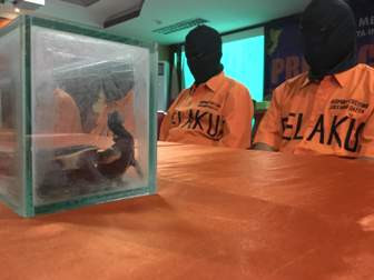 Penyelundupan Kura-kura Moncong Babi Digagalkan