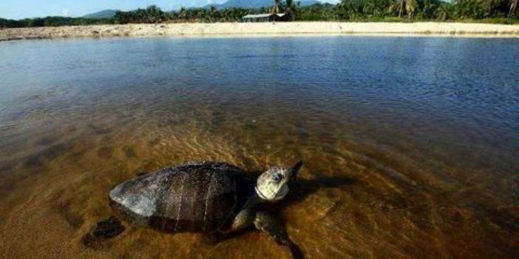 Selundupkan kura-kura pria Kanada dilarang pelihara hewan (Foto: AFP)