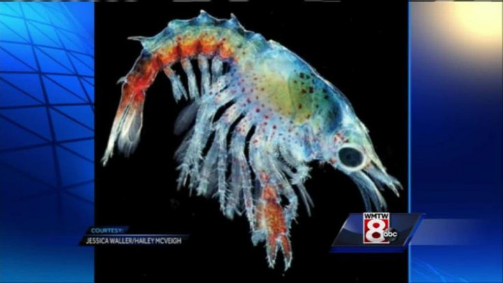 Foto Bayi Lobster Warna-Warni Pukau Dunia Sains