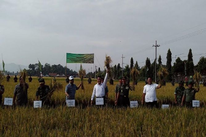 Kementan Bakal Panen Raya Serentak di 7 Provinsi
