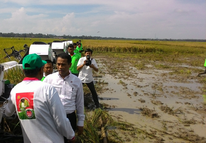 Menteri Amran Panen Raya di Cilacap