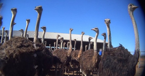 Tas Hermes Dan Prada Gunakan Kulit Burung Unta Sebagai Bahan Baku